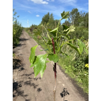 PLATAN szczepiony na pniu kulisty - sadzonki 160 / 180 cm